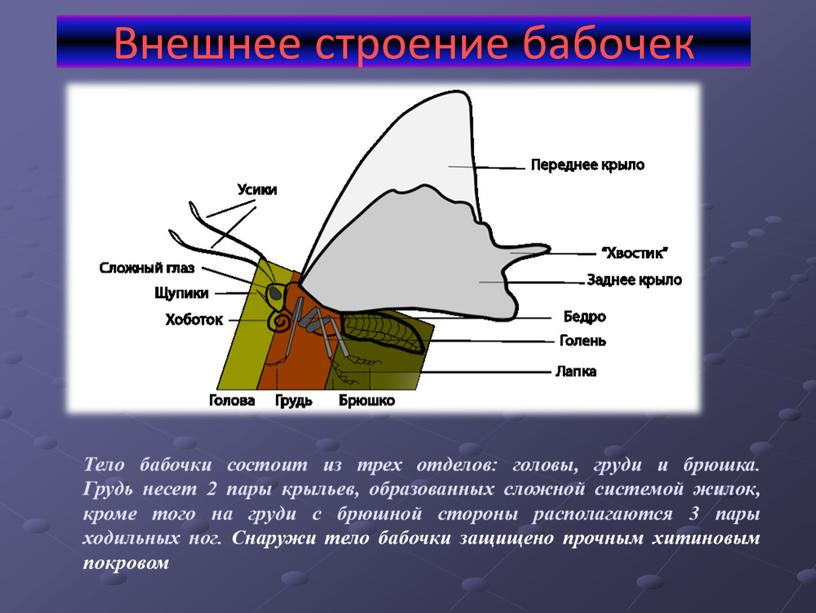 Внешнее строение бабочек Тело бабочки состоит из трех отделов: головы, груди и брюшка