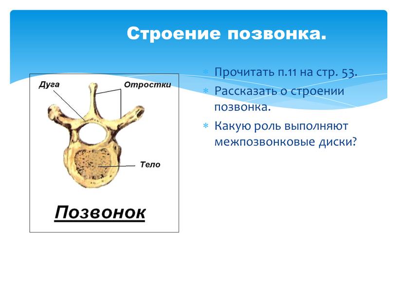 Строение позвонка. Прочитать п