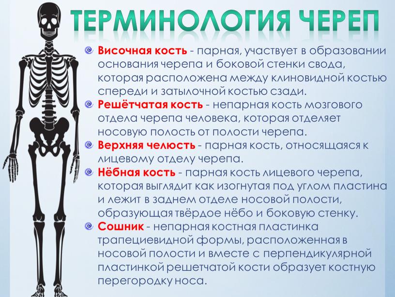 ТЕРМИНОЛОГИЯ череп Височная кость - парная, участвует в образовании основания черепа и боковой стенки свода, которая расположена между клиновидной костью спереди и затылочной костью сзади