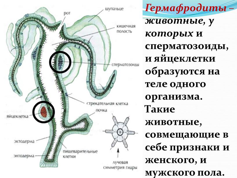 Гермафродиты – животные, у которых и сперматозоиды, и яйцеклетки образуются на теле одного организма