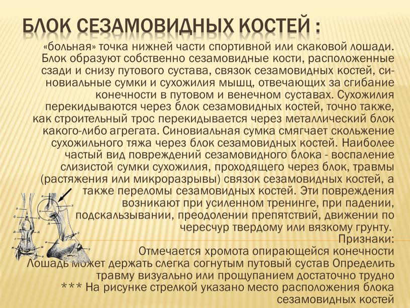 Блок сезамовидных костей : «больная» точка нижней части спортивной или скаковой лошади