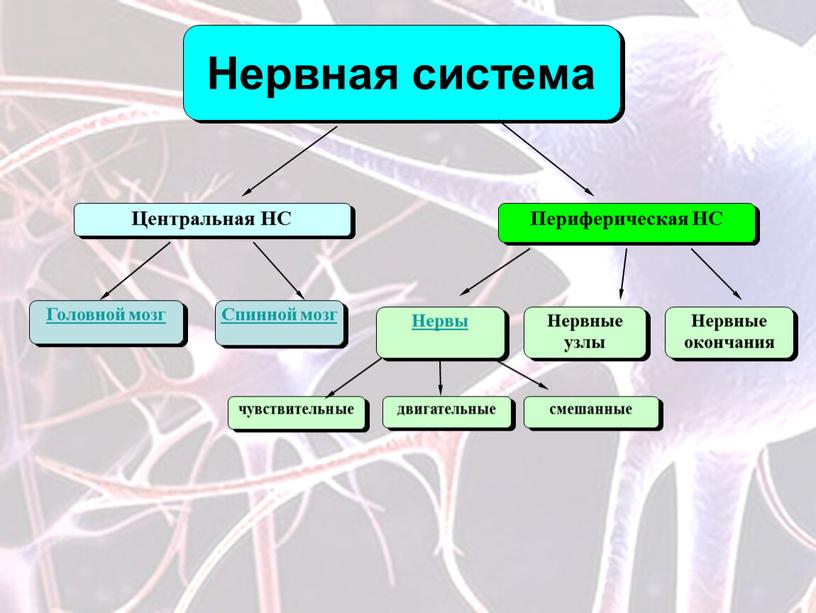 Нервная система Центральная НС