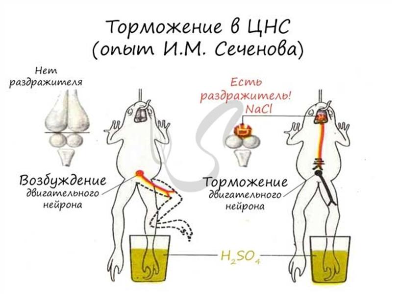 Нервная система