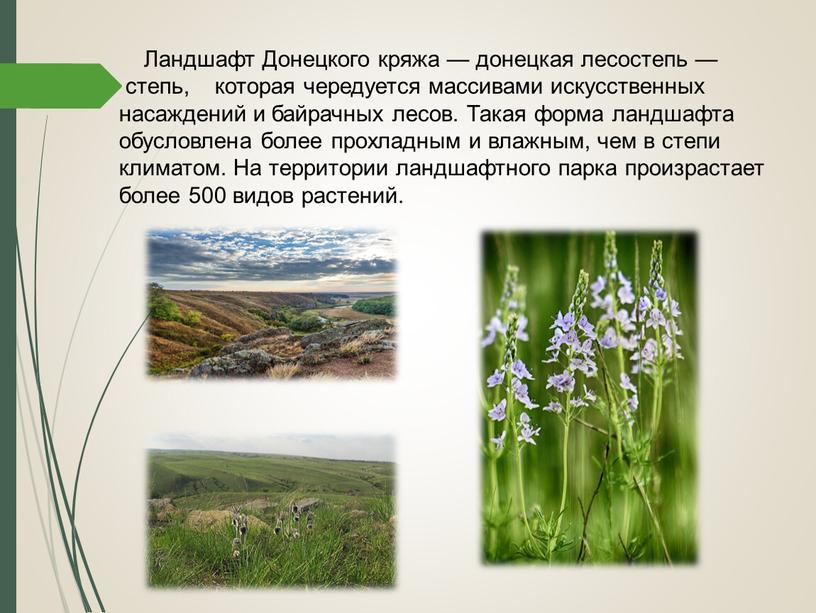 Ландшафт Донецкого кряжа — донецкая лесостепь — степь, которая чередуется массивами искусственных насаждений и байрачных лесов