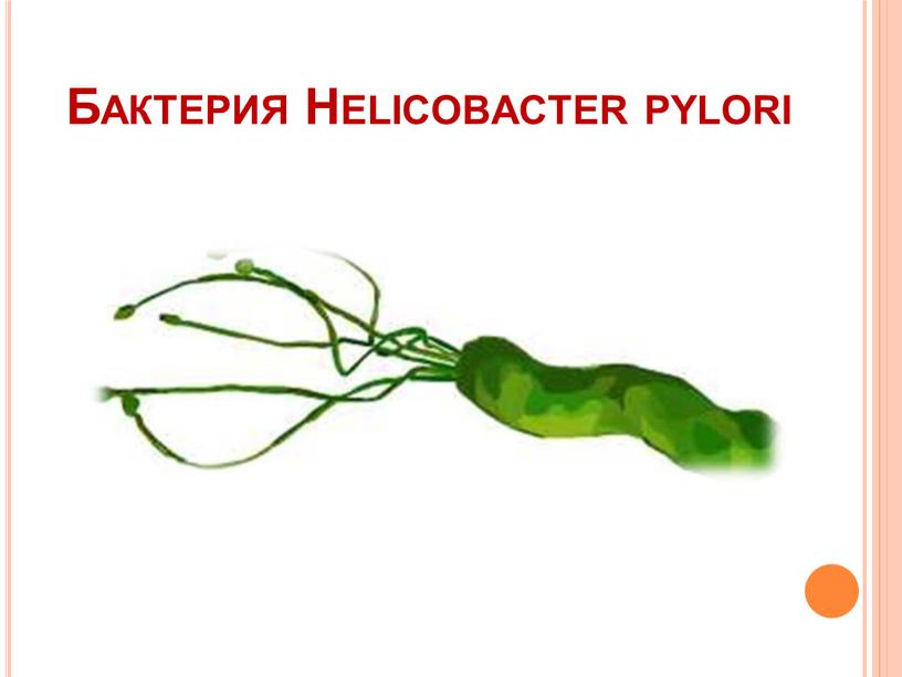 Бактерия Helicobacter pylori