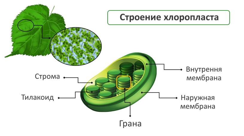 Строение хлоропласта Строма