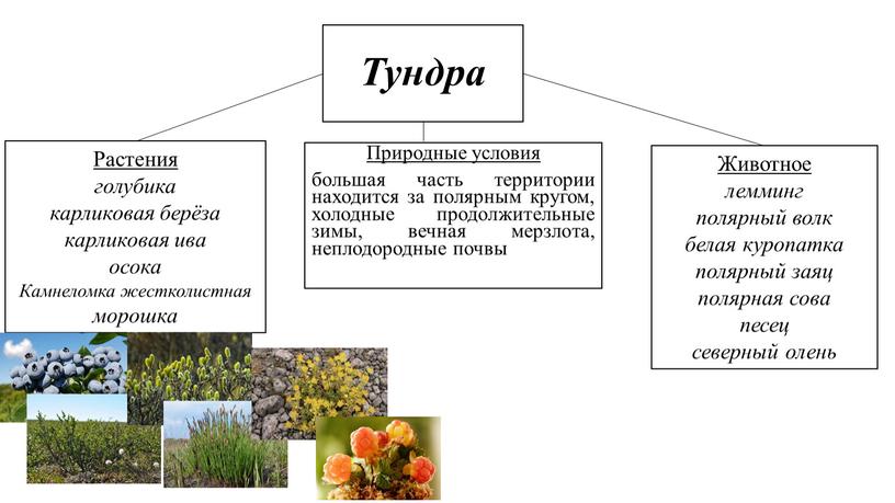 Тундра Природные условия большая часть территории находится за полярным кругом, холодные продолжительные зимы, вечная мерзлота, неплодородные почвы