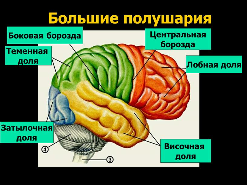 Большие полушария Лобная доля Центральная борозда