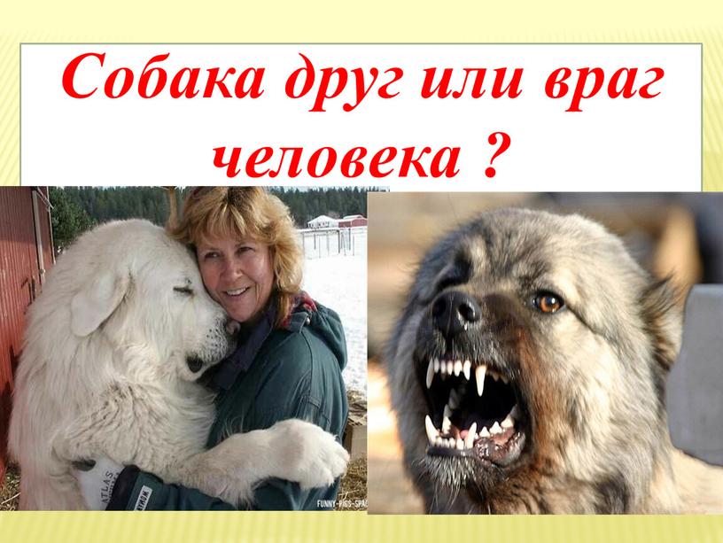 Собака друг или враг человека ?