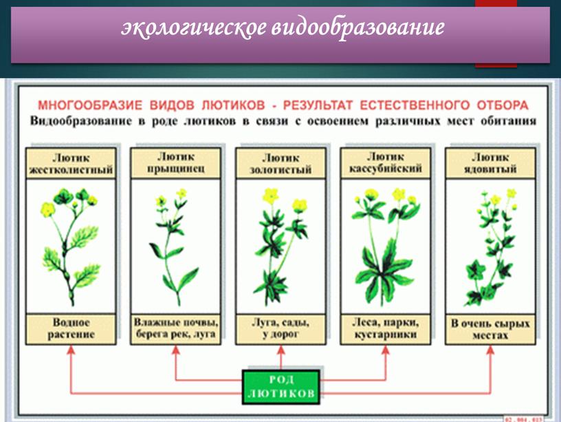 экологическое видообразование связано с расхождением групп особей одного вида, обитающих на одном ареале чаще всего по экологическим признакам; это видообразование без физических барьеров; при этом…