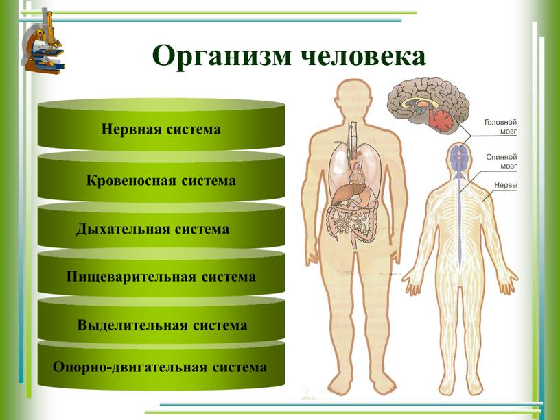 Text Text Пищеварительная система