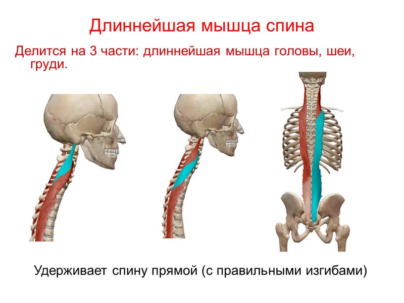 Длиннейшая мышца спина Делится на 3 части: длиннейшая мышца головы, шеи, груди