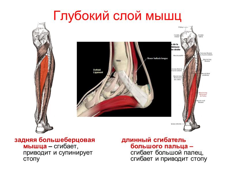 Глубокий слой мышц задняя большеберцовая мышца – сгибает, приводит и супинирует стопу длинный сгибатель большого пальца – сгибает большой палец, сгибает и приводит стопу