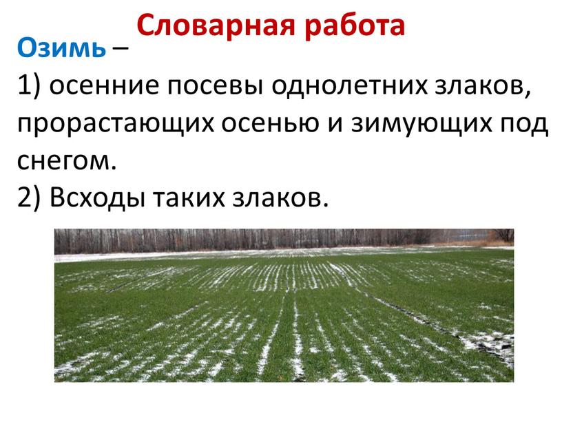 Словарная работа Озимь – 1) осенние посевы однолетних злаков, прорастающих осенью и зимующих под снегом