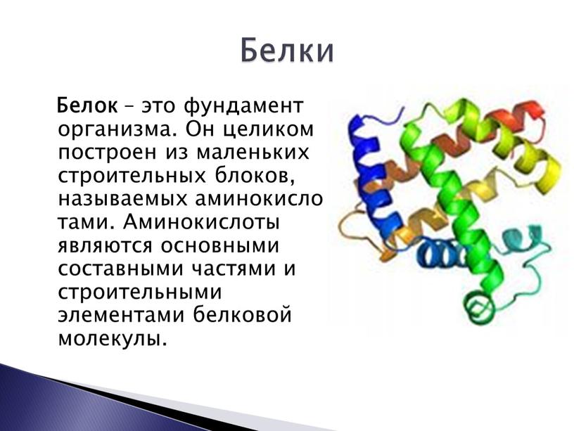 Белок – это фундамент организма