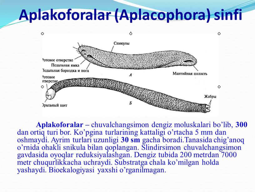 Aplakoforalar (Aplacophora) sinfi