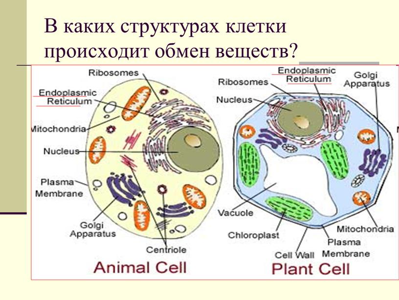 В каких структурах клетки происходит обмен веществ?