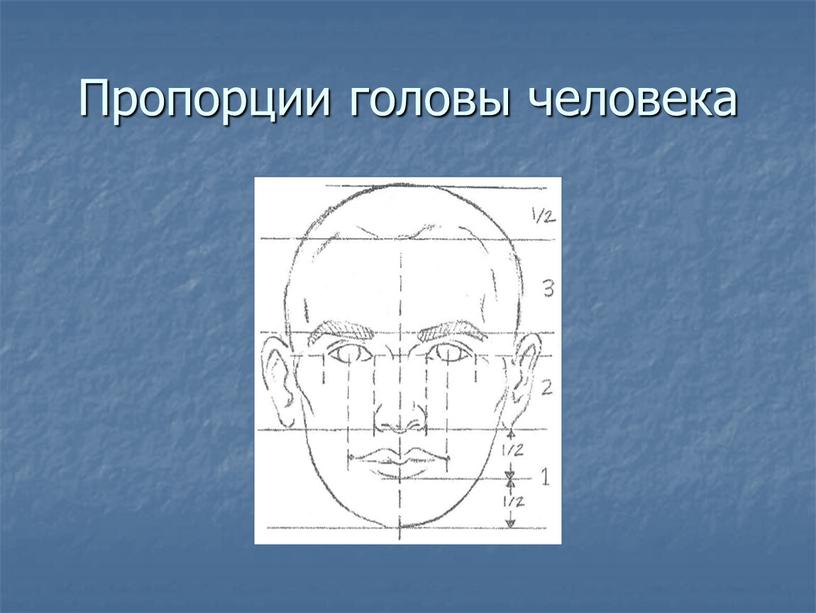 Пропорции головы человека