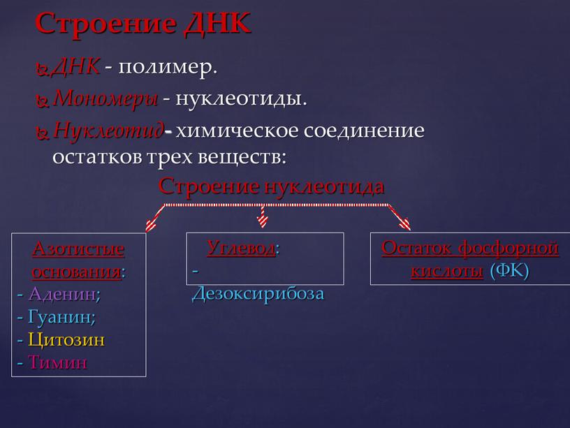 Строение ДНК ДНК - полимер. Мономеры - нуклеотиды