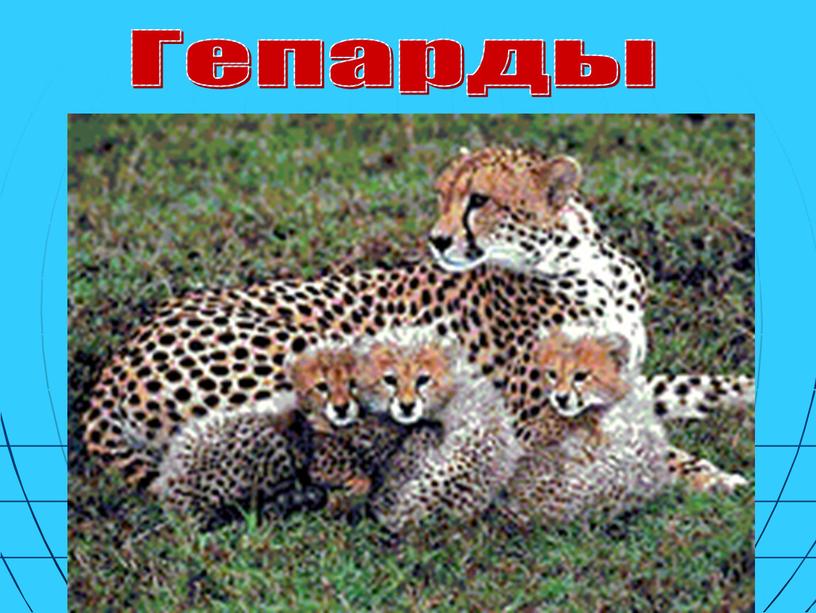 Гепарды