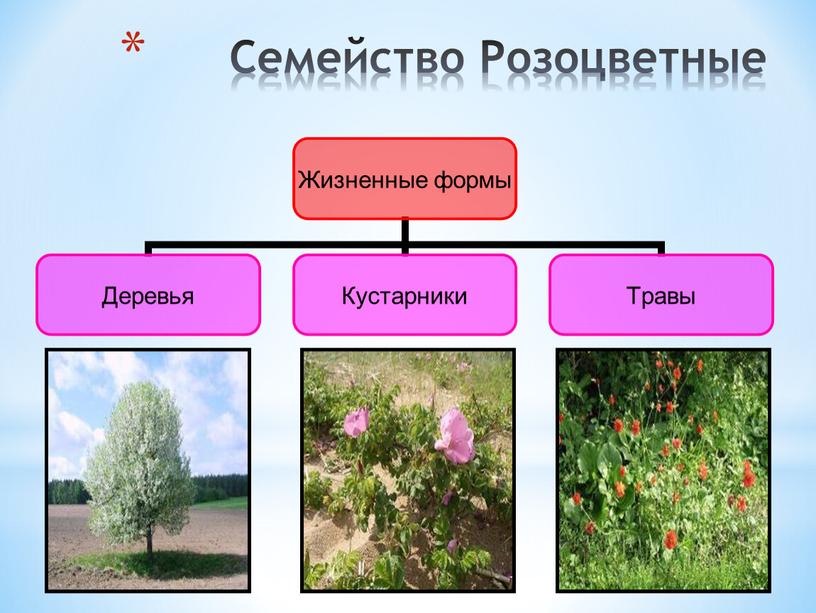 Семейство Розоцветные