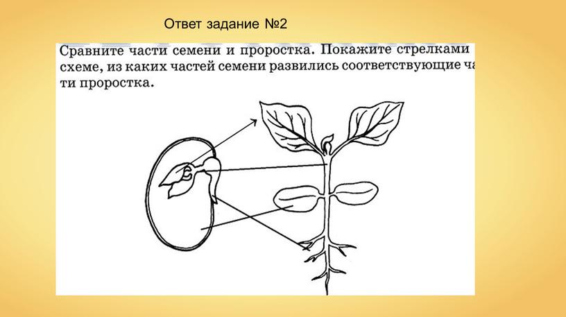 Ответ задание №2