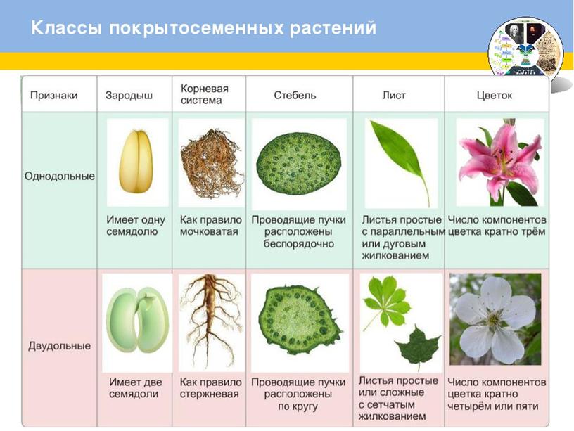 Семенные растения