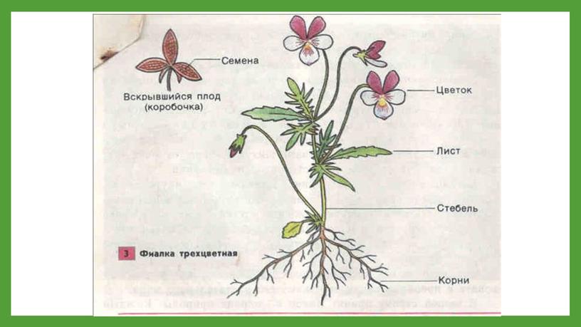 Органы растения