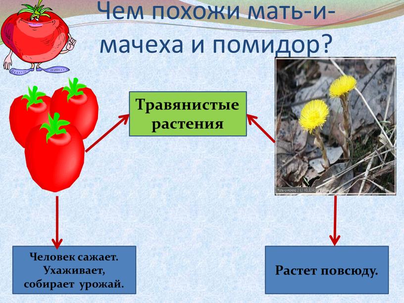 Чем похожи мать-и-мачеха и помидор?