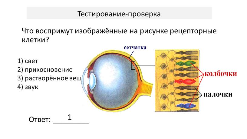 Тестирование-проверка Что воспримут изображённые на рисунке рецепторные клетки? 1) свет 2) прикосновение 3) растворённое вещество 4) звук