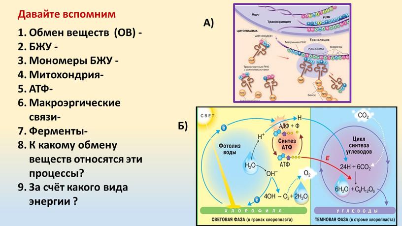 Давайте вспомним Обмен веществ (ОВ) -