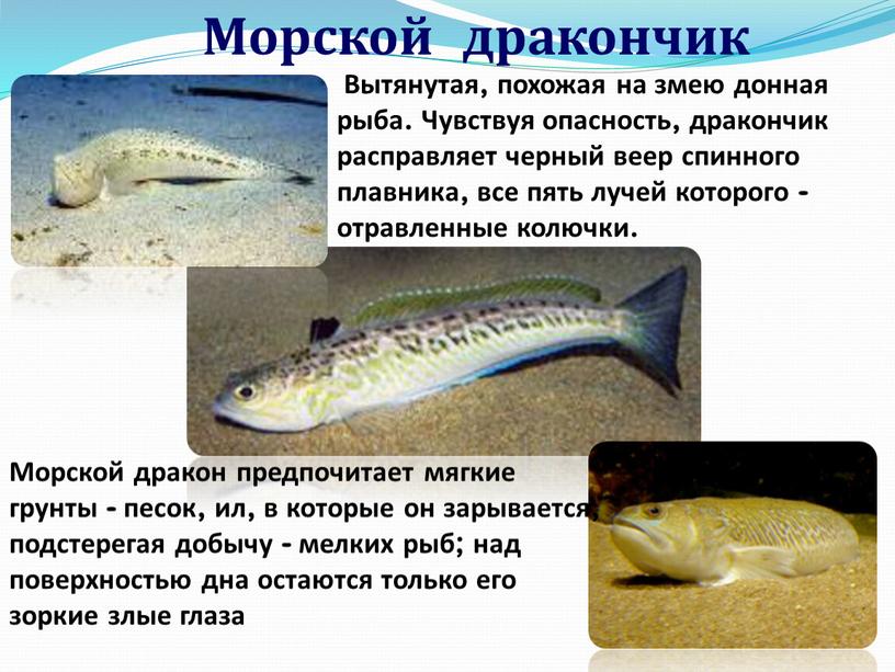 Морской дракончик Вытянутая, похожая на змею донная рыба