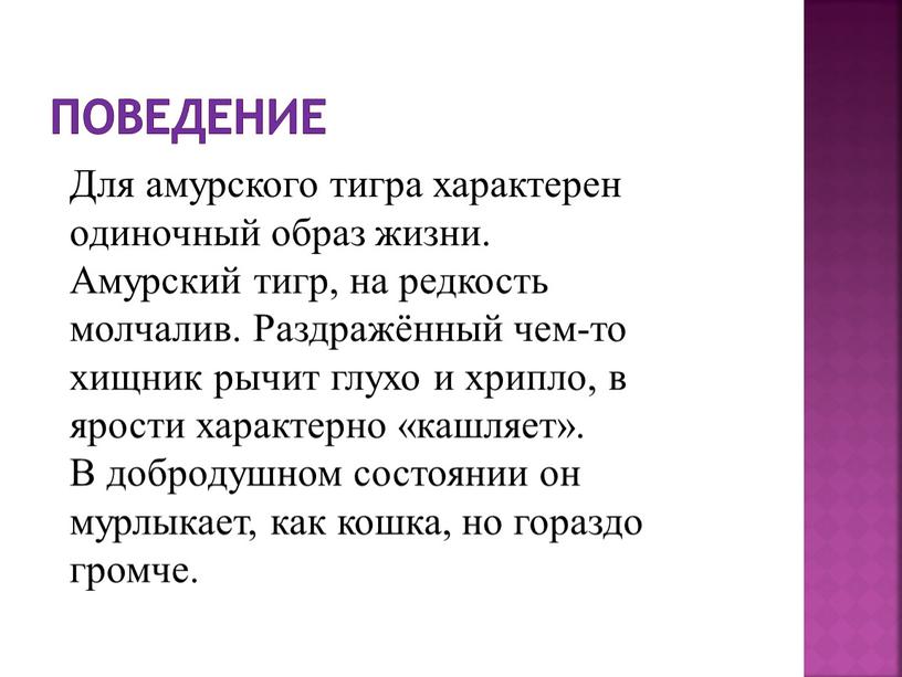 Поведение Для амурского тигра характерен одиночный образ жизни