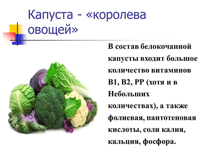 Капуста - «королева овощей» В состав белокочанной капусты входит большое количество витаминов