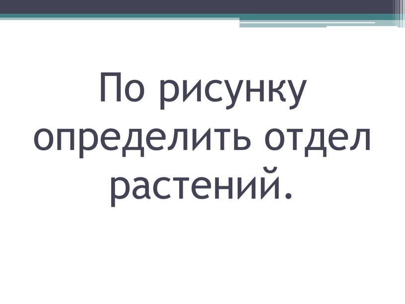 По рисунку определить отдел растений