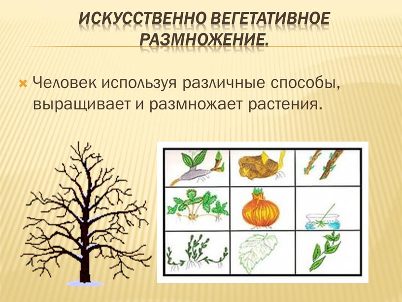 Искусственно вегетативное размножение