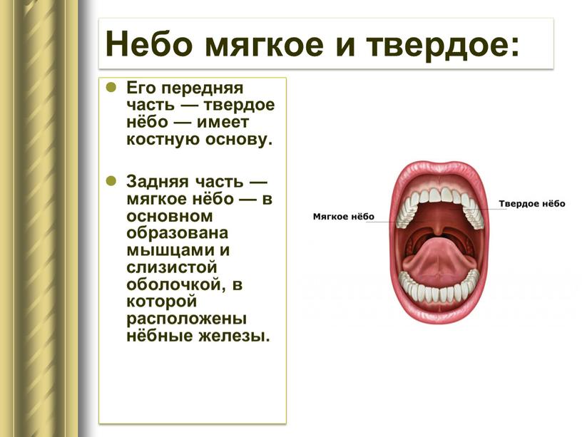 Небо мягкое и твердое: Его передняя часть — твердое нёбо — имеет костную основу