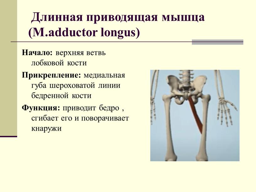 Длинная приводящая мышца (M.adductor longus)