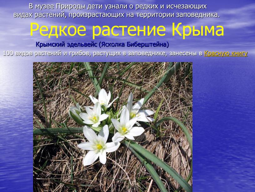 Редкое растение Крыма В музее
