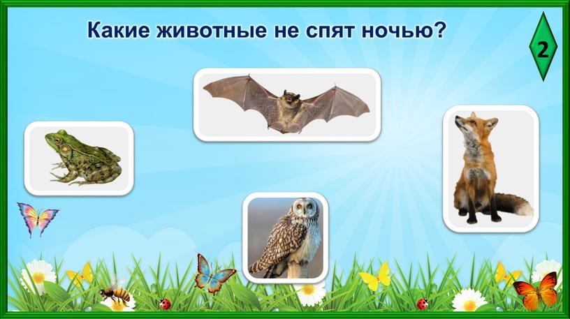 2 Какие животные не спят ночью?