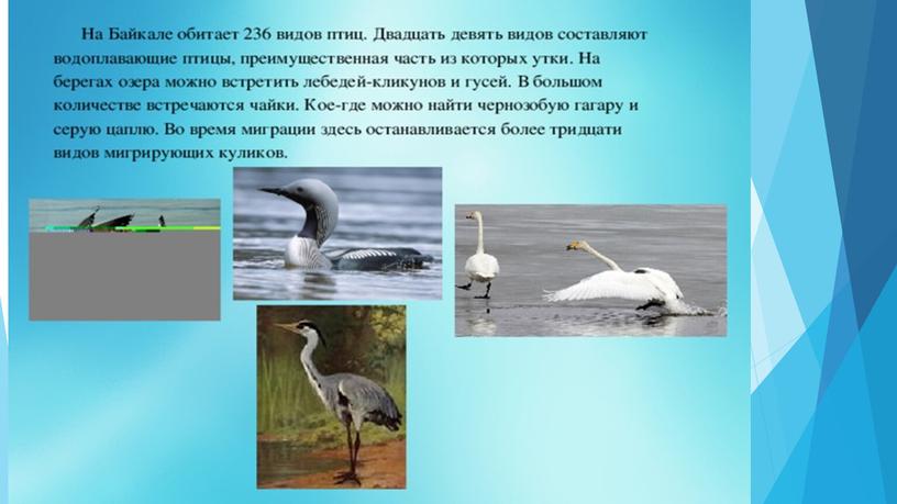 Проект ученицы 4 класса Квардаковой Виктории "Озеро Байкал - всемирное наследие ЮНЕСКО"