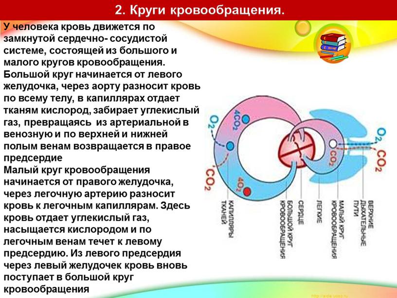 У человека кровь движется по замкнутой сердечно- сосудистой системе, состоящей из большого и малого кругов кровообращения