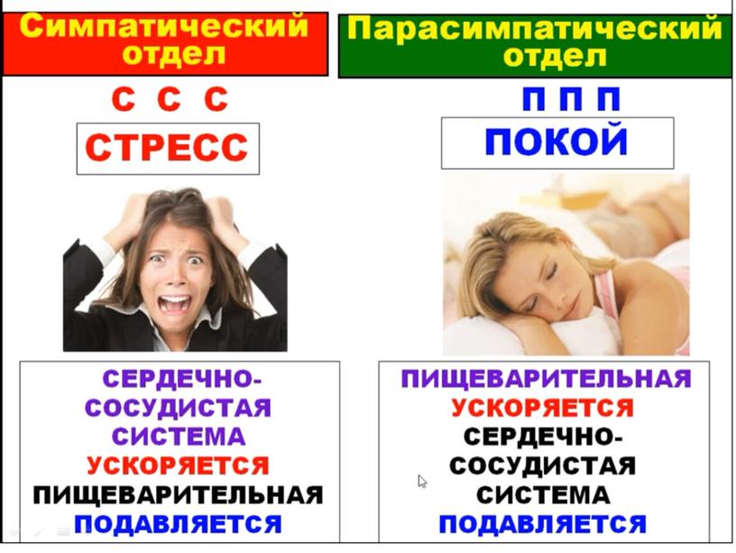 Нервная система