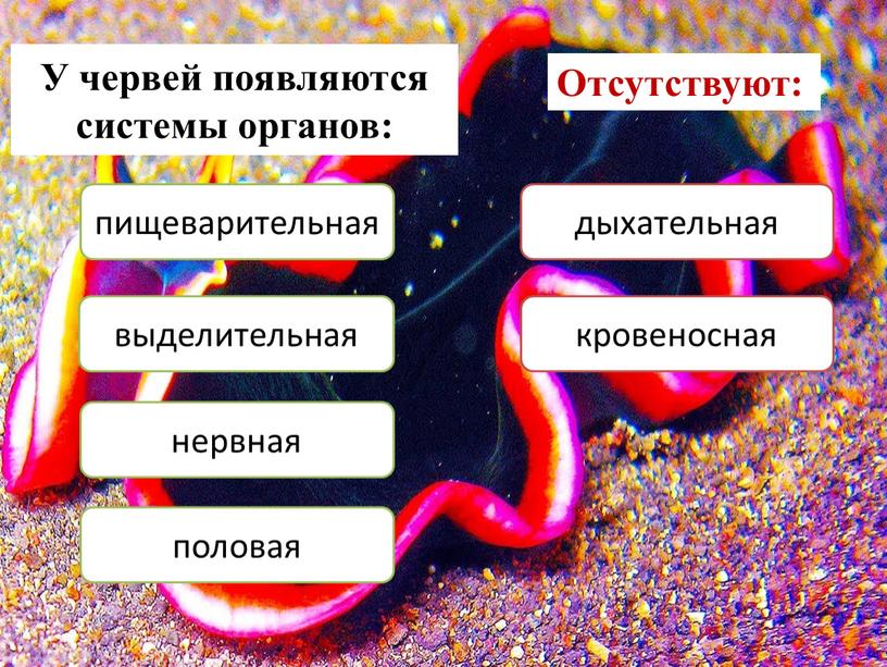 У червей появляются системы органов: пищеварительная выделительная нервная половая