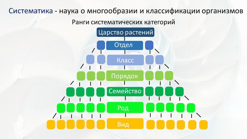 Систематика - наука о многообразии и классификации организмов