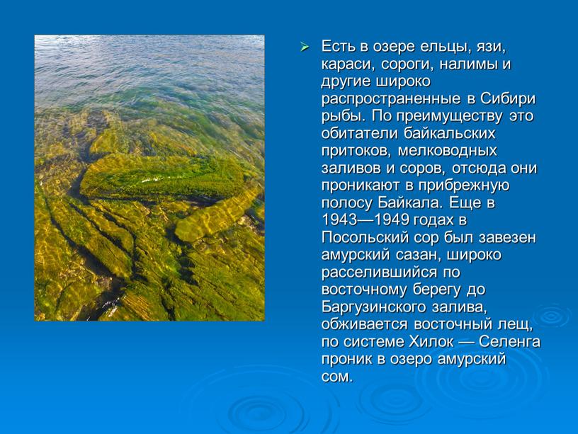 Есть в озере ельцы, язи, караси, сороги, налимы и другие широко распространенные в