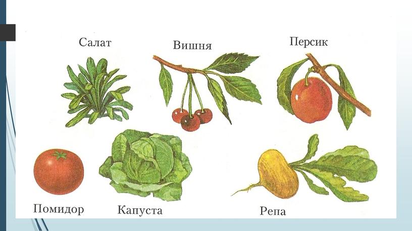 Культурные растения 1 класс окружающий мир начальная школа 21 века