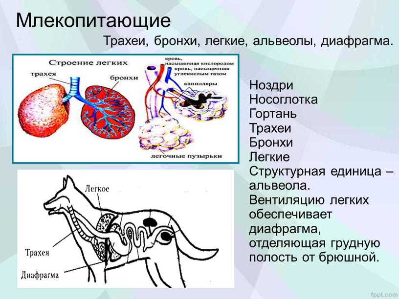 Млекопитающие Трахеи, бронхи, легкие, альвеолы, диафрагма