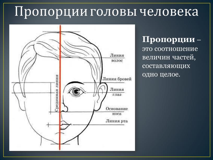 Пропорции головы человека Пропорции – это соотношение величин частей, составляющих одно целое