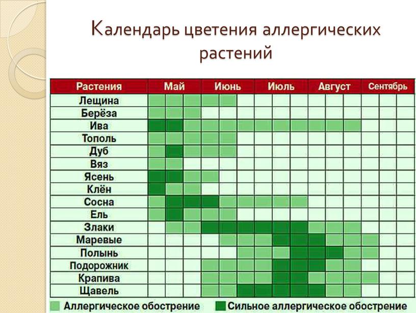 Календарь цветения аллергических растений